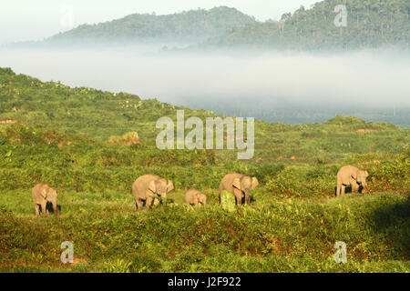 Elephas maximus borneensis; Borneo pigmeo di elefanti di olio di palma plantation Foto Stock