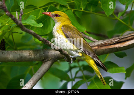 Eurasian femmina Rigogolo sul ramo Foto Stock