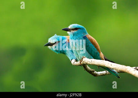 Coppia di rulli europea sul ramo Foto Stock