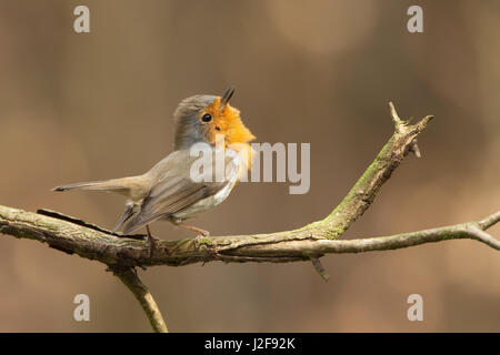 Il canto di Robin europea; Erithacus rubecula Foto Stock