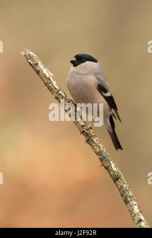 Femmina; Bullfinch Pyrrhula pyrrhula Foto Stock