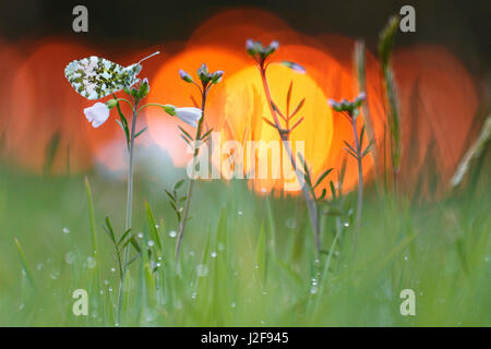 Orange punta su un cucù-fiore al tramonto Foto Stock