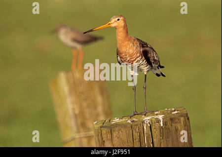 Nero-tailed Godwit su un post. Sullo sfondo di un comune Redshank, anche su un post. Foto Stock