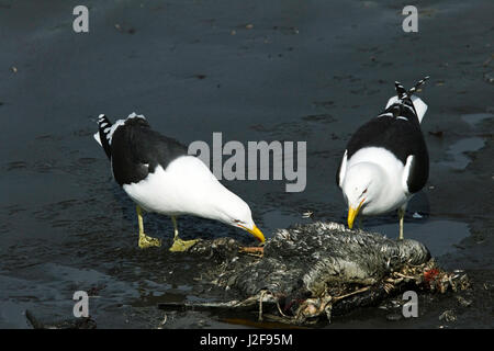 Due Kelp Gabbiani mangiare dalla carcassa del novellame di kingpenguin Foto Stock