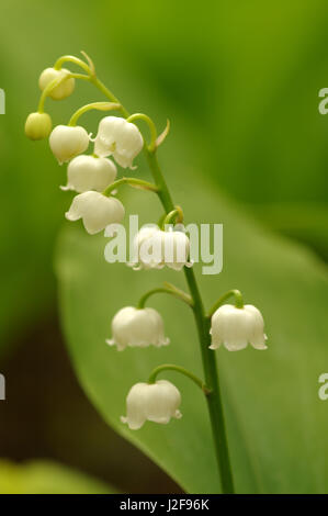 Il giglio della valle Foto Stock