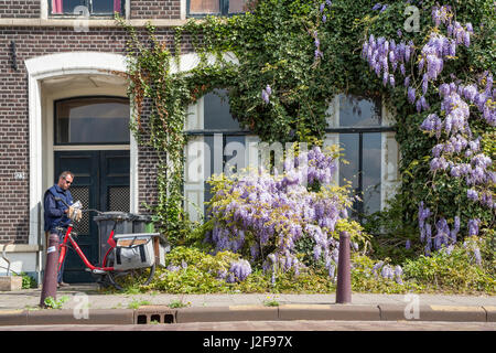 Il Glicine su una facciata nella parte interna della città di Deventer Foto Stock