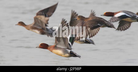 Flying wigeons eurasiatica (Anas penelope) Foto Stock