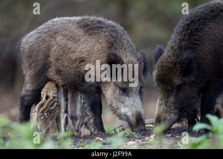 Il cinghiale (Sus scrofa) con acqua potabile giovani Foto Stock