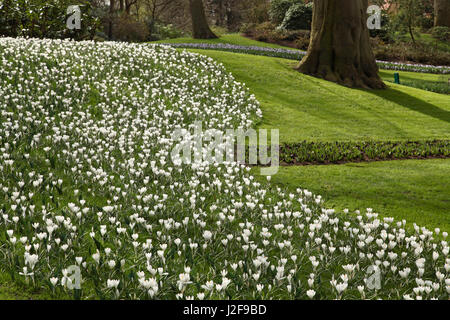 Architettura di giardino del Keukenhof. Confine con crocusses bianco. Foto Stock