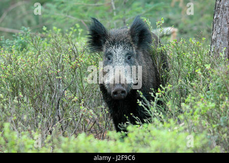 Il cinghiale tra billberries in una foresta, in un ambiente naturale circostante Foto Stock