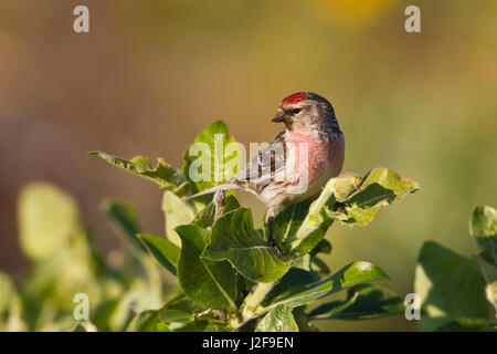 Redpoll comune su un ramo Foto Stock