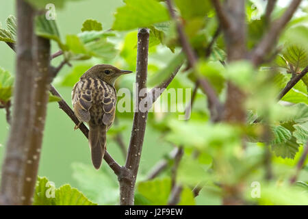 Lanceolated Trillo sul ramo Foto Stock