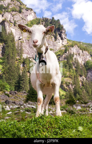 Capre per il pascolo di manutenzione in Alpi dello Zillertal in Austria Foto Stock