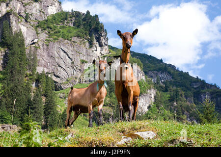 Capre per il pascolo di manutenzione in Alpi dello Zillertal in Austria Foto Stock