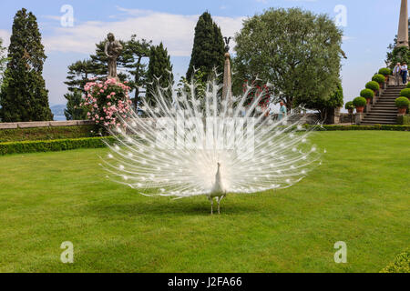 White Peacock. Palazzo Giardino italiano Isola Bella. Isole Borromee. Il Lago Maggiore. L'Italia. Foto Stock