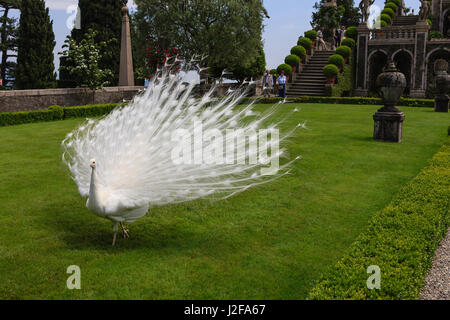 White Peacock. Palazzo Giardino italiano Isola Bella. Isole Borromee. Il Lago Maggiore. L'Italia. Foto Stock