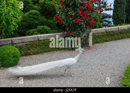 White Peacock. Palazzo Giardino italiano Isola Bella. Isole Borromee. Lago Maggiore, Italia. Foto Stock