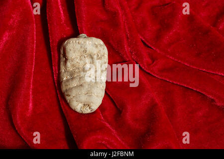Medicina Tradizionale Cinese Gastrodia elata Foto Stock
