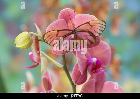 Glasswing Butterfly, Godyris duilia Foto Stock