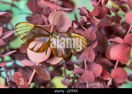 Glasswing Butterfly, Godyris duilia Foto Stock