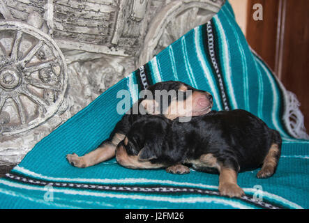 Sleeping Airedale cuccioli Foto Stock
