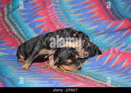 Sleeping Airedale cuccioli Foto Stock