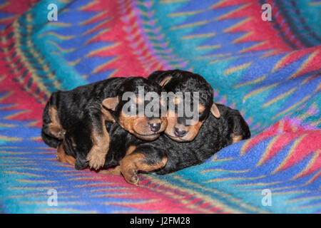 Sleeping Airedale cuccioli Foto Stock