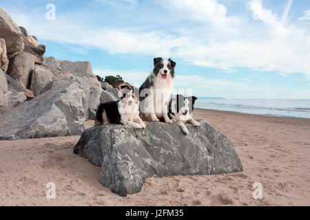 Tre Border Collies sul masso presso la spiaggia Foto Stock