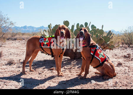 Operazioni di ricerca e salvataggio segugi nel Deserto di Sonora (MR) Foto Stock