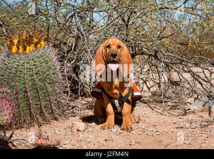 Operazioni di ricerca e salvataggio Bloodhound in formazione nel Deserto di Sonora (MR) Foto Stock