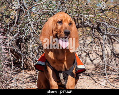 Operazioni di ricerca e salvataggio Bloodhound in formazione nel Deserto di Sonora (MR) Foto Stock