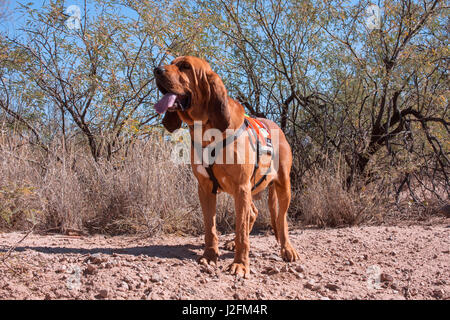 Operazioni di ricerca e salvataggio Bloodhound nel Deserto di Sonora (MR) Foto Stock