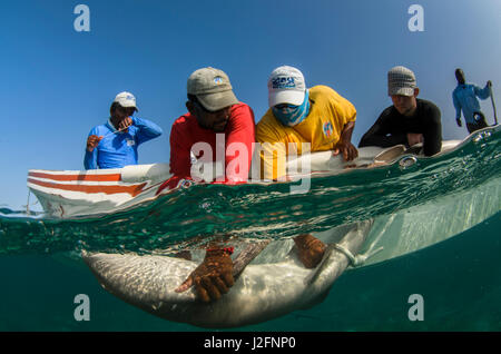 Squalo nutrice (Ginglymostoma cirratum) ricerca. Marine Megafauna Ricerca. MarAlliance, Lighthouse Reef Atoll, Belize (MR) Foto Stock