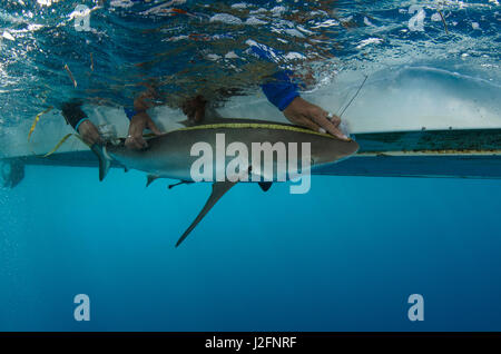 Caribbean Reef Shark. MarAlliance sta eseguendo una popolazione e metil mercurio livello di ricerca. Lighthouse Reef Atoll, Belize Foto Stock