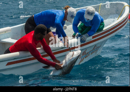 Caribbean Reef Shark. MarAlliance eseguendo una popolazione valutazioni su squali, razze, e grande Barracuda per aiutare con la gestione e la protezione. Essi sono la raccolta di campioni per determinare metil dei livelli di mercurio. Lighthouse Reef Atoll, Belize (MR) Foto Stock