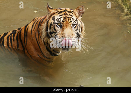 bere Foto Stock