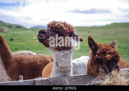 Llamas alimentazione su un telecomando farm in Shetland Scozia. Llama il formaggio è pazza di llama latte. Questi llama sembrano felici. Foto Stock