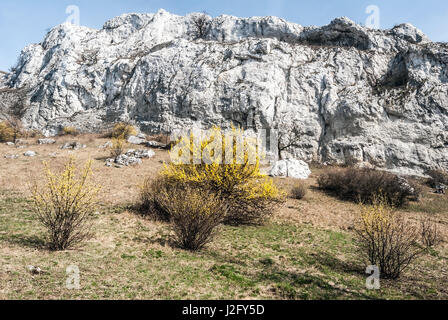 La molla palava montagne nella npr devin - kotel - souteska in Moravia del sud con prato, fioritura Cornus mas piante, rocce calcaree e cielo chiaro Foto Stock