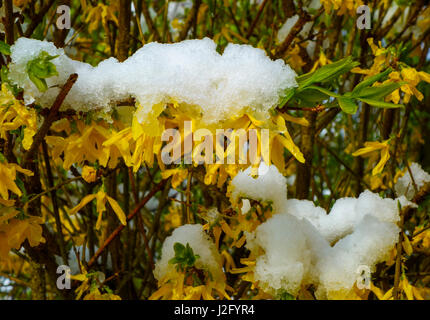 Coltivazione coperto di neve Foto Stock