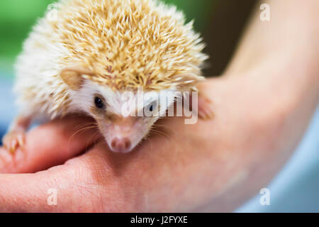 Close-up di un disegno decorativo Africano riccio pigmeo sulla mano umana. Il concetto di protezione ambientale, ecologia, contattare i giardini zoologici e gli adorabili animali domestici di piccola taglia. Assunzione di ca Foto Stock
