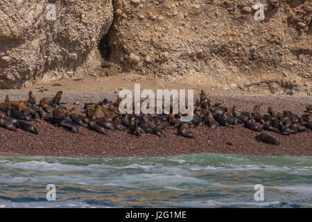 I leoni di mare sulle isole Ballestas (Islas Ballestas) in Paracas riserva nazionale in Perù, Sud America Foto Stock