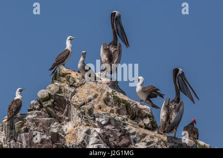 Pellicani, sule e un tacchino avvoltoio sulle Isole Ballestas vicino a Paracas, Perù, Sud America Foto Stock