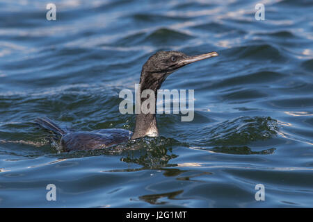 Neotropic cormorano (Phalacrocorax brasilianus) nuotare vicino alle Isole Ballestas vicino a Paracas, Perù, Sud America Foto Stock