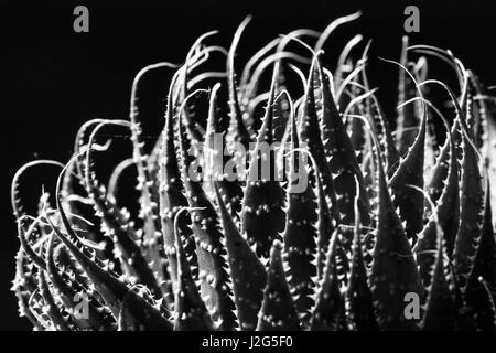 Close up abstract di pungenti foglie di un verde succulenti impianto indoor Foto Stock