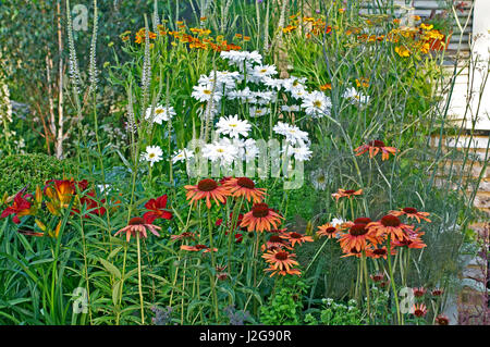 Dettaglio di un fiore confine con Leucanthemum e Echinacea in una la cucina dello Chef giardino Foto Stock