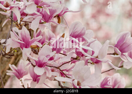 Yulan albero di Magnolia blossoms, Louisville, Kentucky Foto Stock