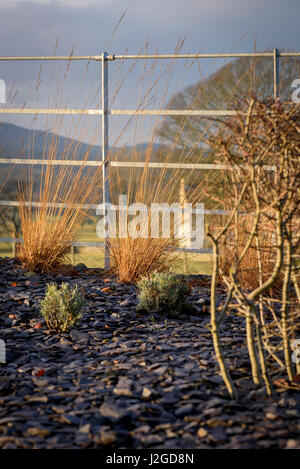 Inverno pieno di sole di close-up di splendido giardino privato angolo, Yorkshire, Inghilterra, Regno Unito - frontiera erbacee, scaglie di ardesia e piante da Graminacee ornamentali. Foto Stock