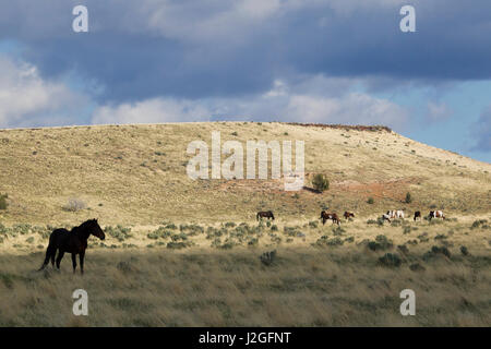 Cavalli selvaggi, Steens Montagne Foto Stock