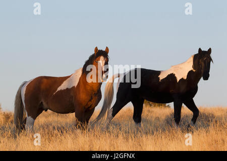 Cavalli selvaggi, Steens Montagne Foto Stock