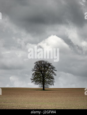 Albero isolato, contro un presagio moody sky in campo agricolo in Hampshire Foto Stock